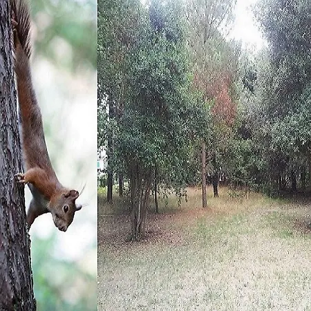 La Palombiere, A 150m *